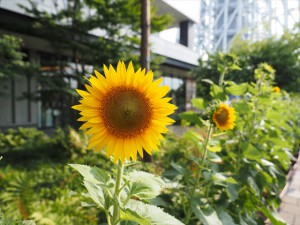 オリンパス M.ZUIKO DIGITAL ED 12mm F2.0