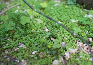 IMG_0150