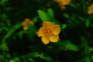 DSC00050