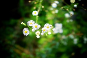 DSC00055
