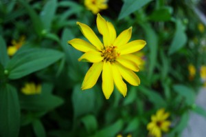 IMGP4271