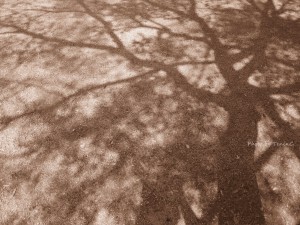 IMG_0035
