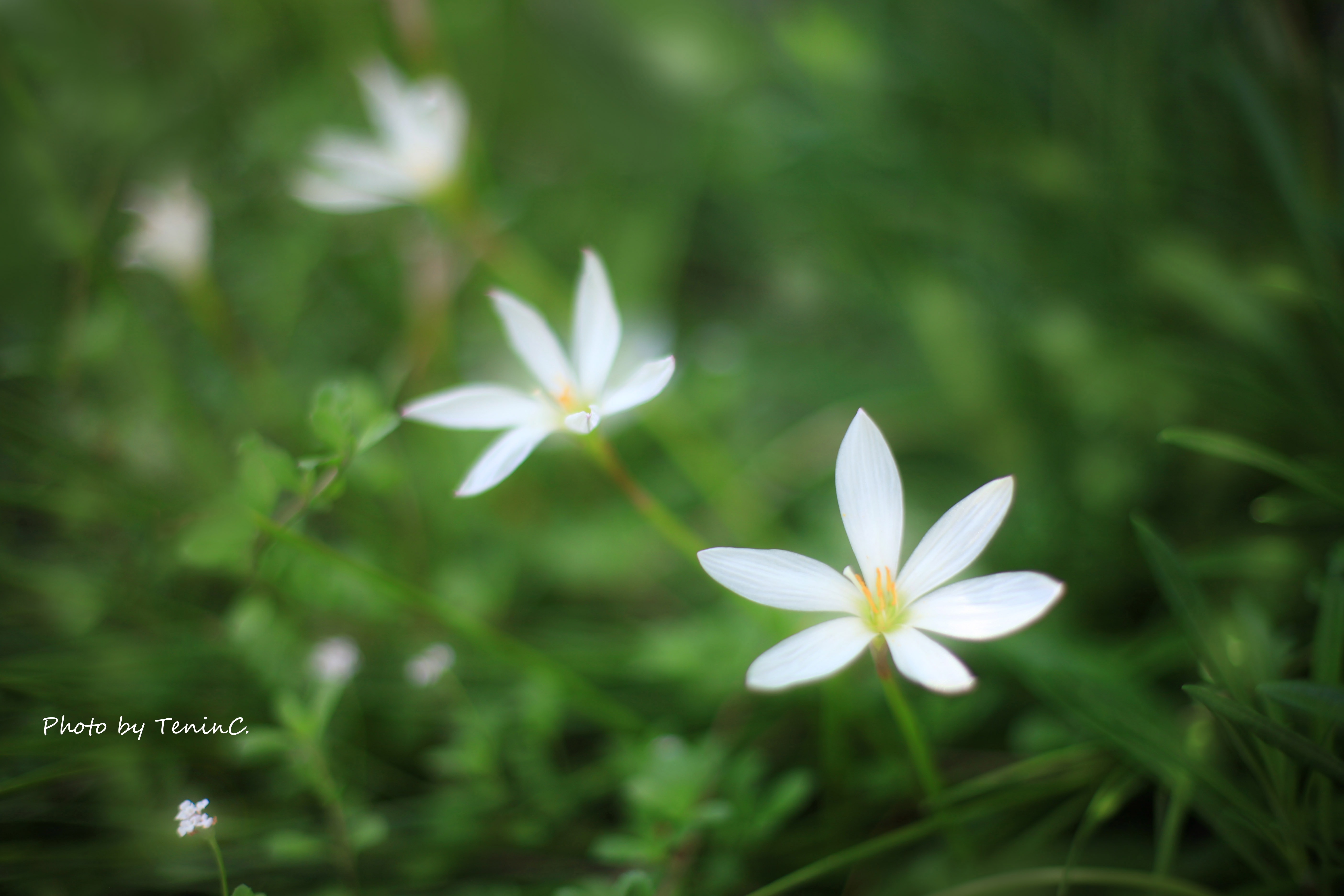 キヤノンEF50mm F1.4 USM の底力