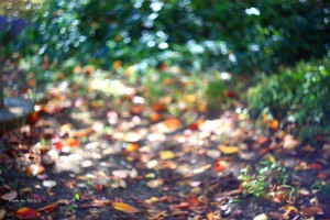 IMG_3545