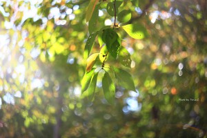 IMG_3549