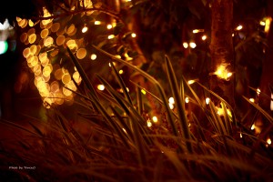 IMG_7393R