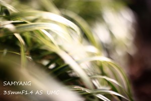 IMG_4948のコピー
