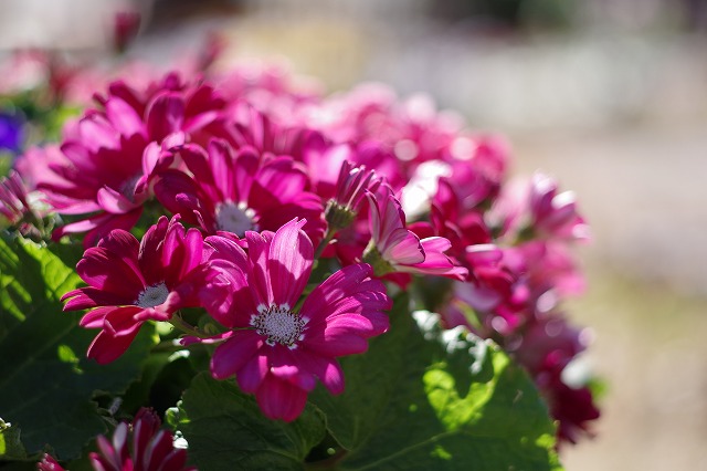 IMGP0659