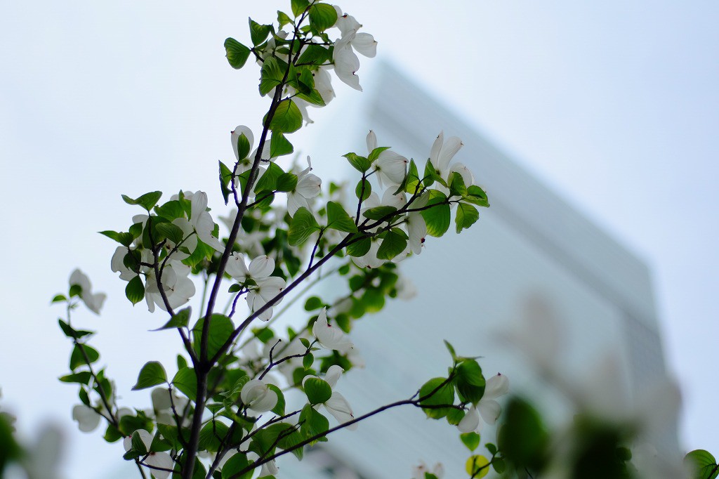 マウントアダプターで遊ぼう【第二回:コンタックス Carl Zeiss マウントアダプターで遊ぼう【第二回:コンタックス Carl Zeiss
