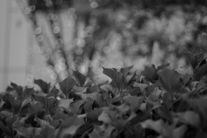 DSCF3928