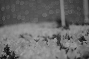 DSCF3930