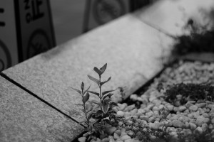 DSCF3947