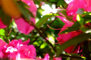 DSCF4179R