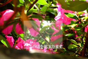 DSCF4179R2