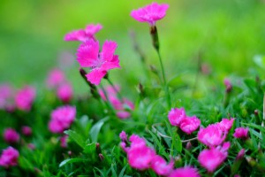 DSCF4188