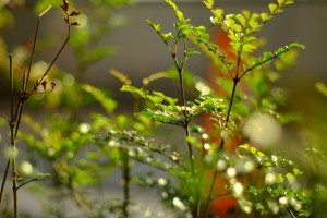 DSCF4245