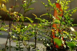 DSCF4249