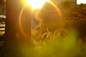DSCF4424
