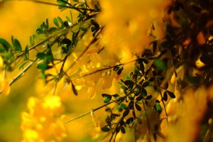 DSCF4442