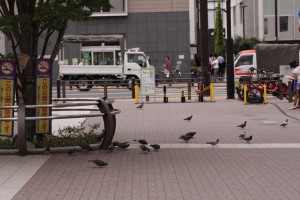 秋葉原公園・はと