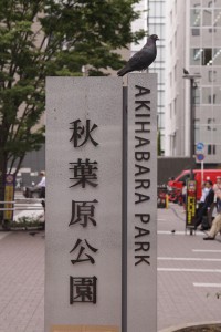 秋葉原公園