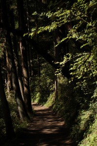 木陰道
