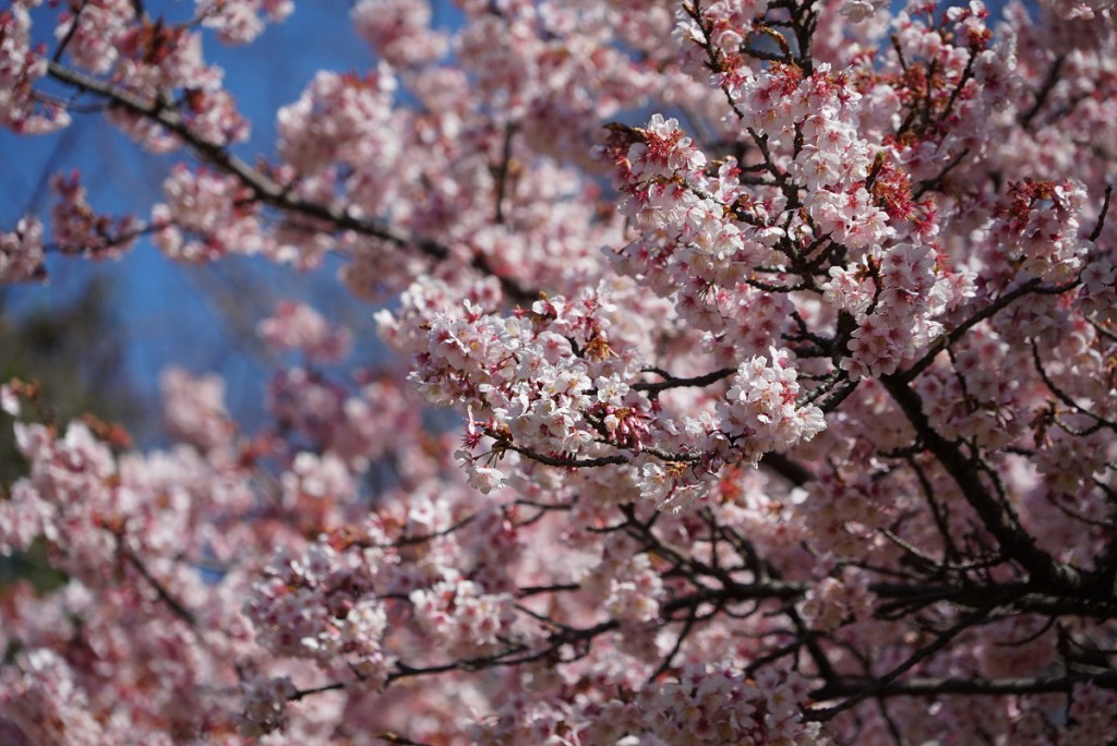 FE 24-240mm F3.5-6.3 OSS