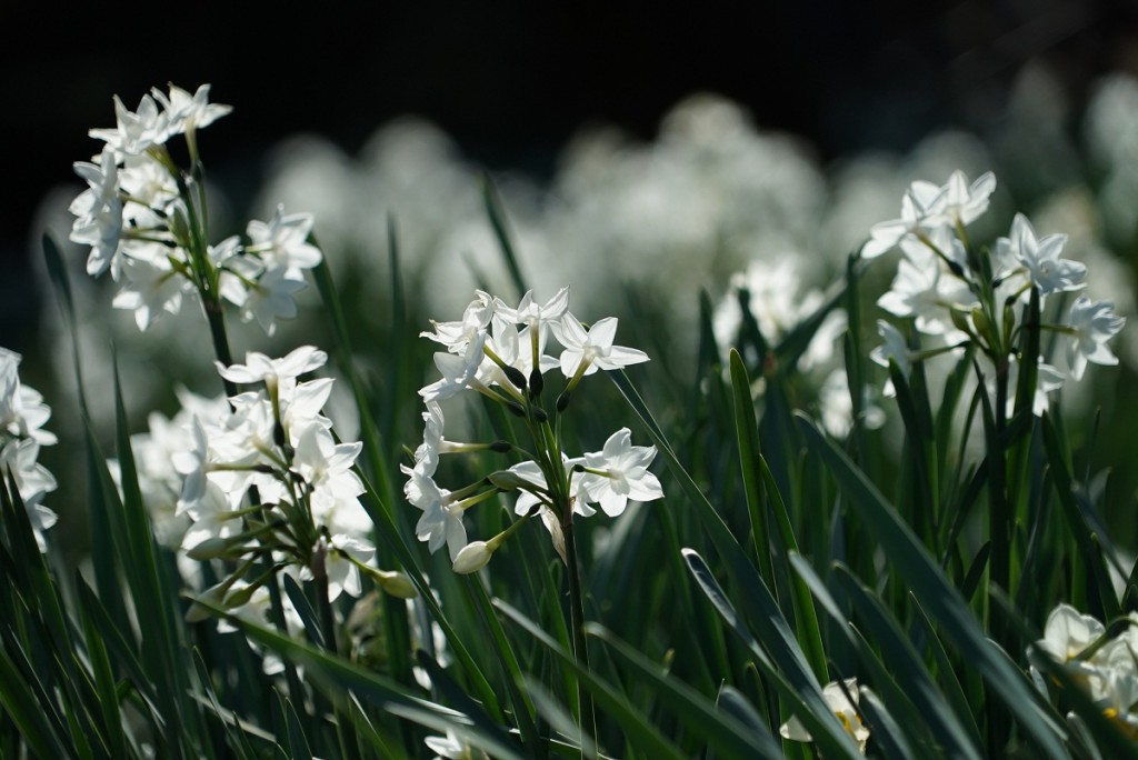 FE 24-240mm F3.5-6.3 OSS