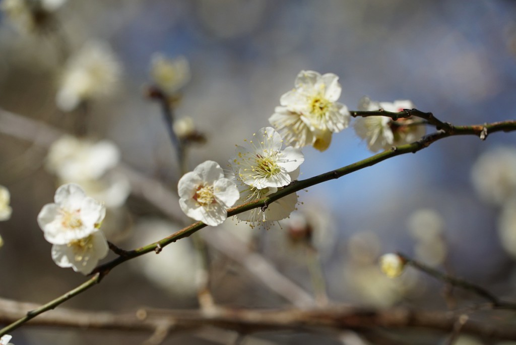 FE 24-240mm F3.5-6.3 OSS