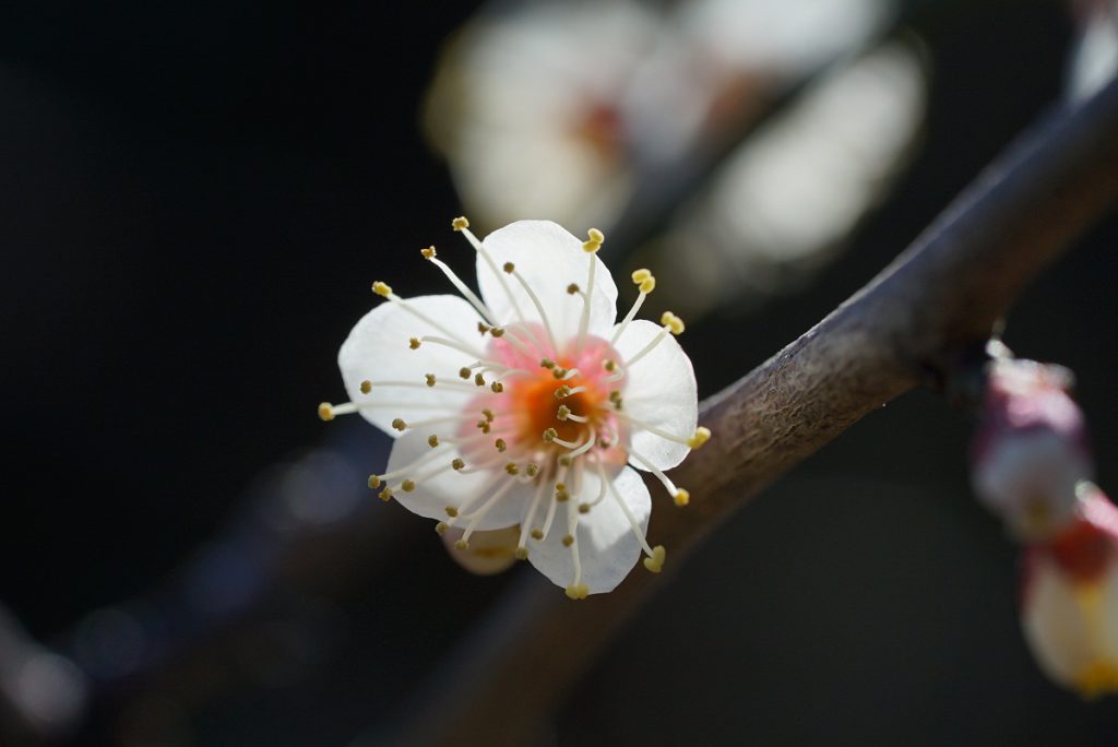 FE 90mm F2.8 Macro G OSS