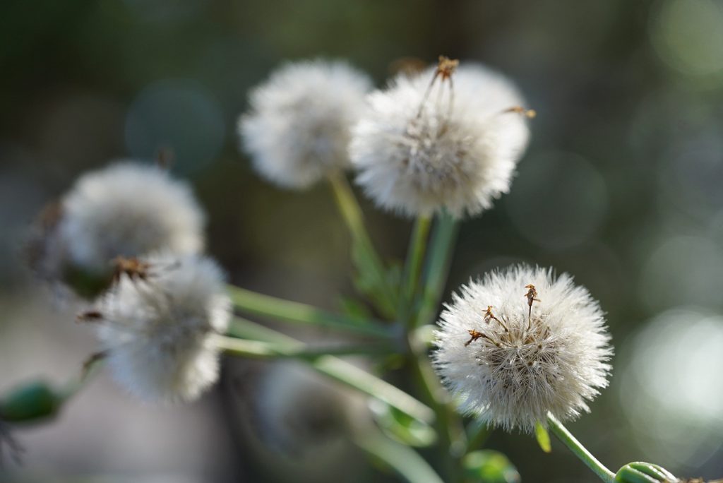 FE 90mm F2.8 Macro G OSS