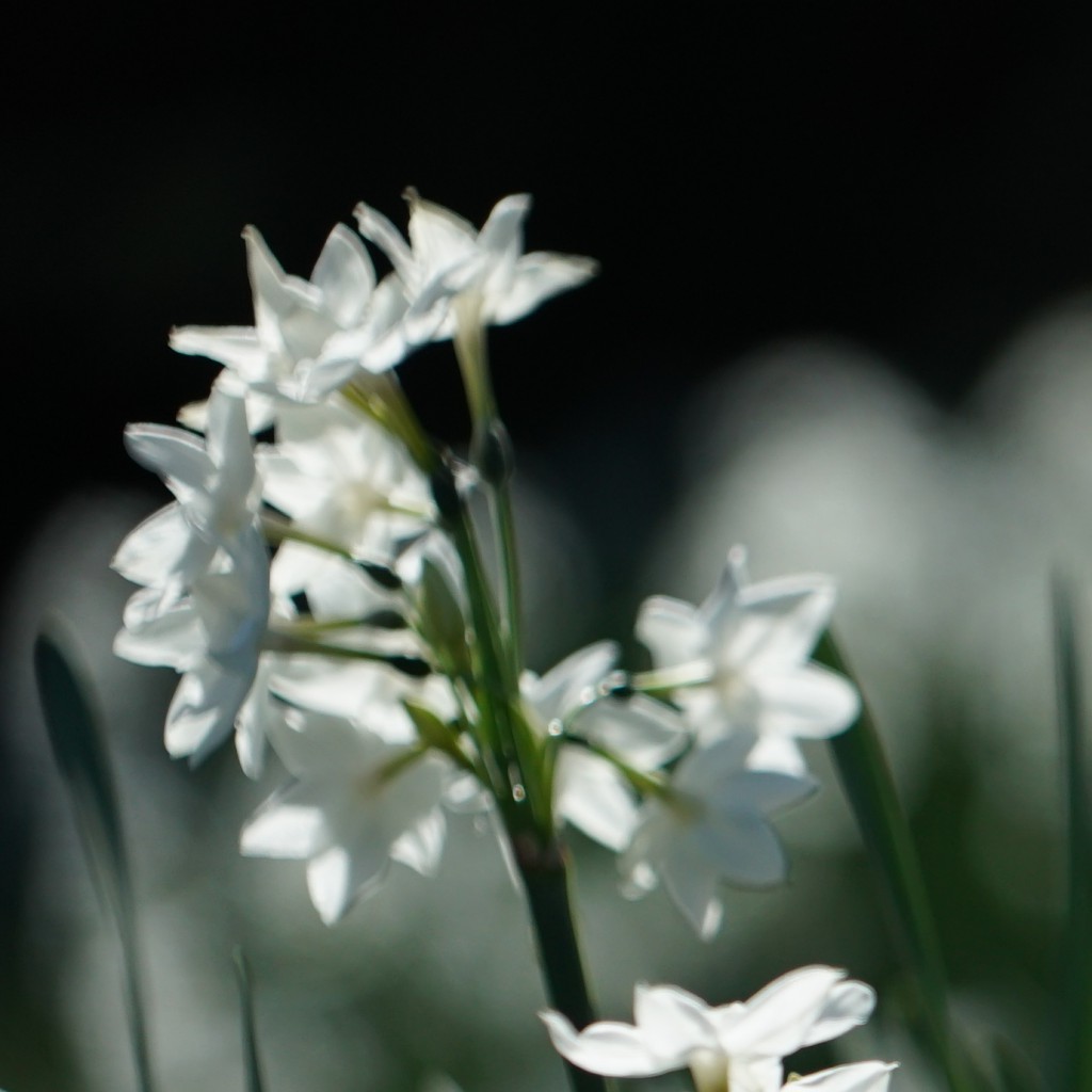 FE 24-240mm F3.5-6.3 OSS