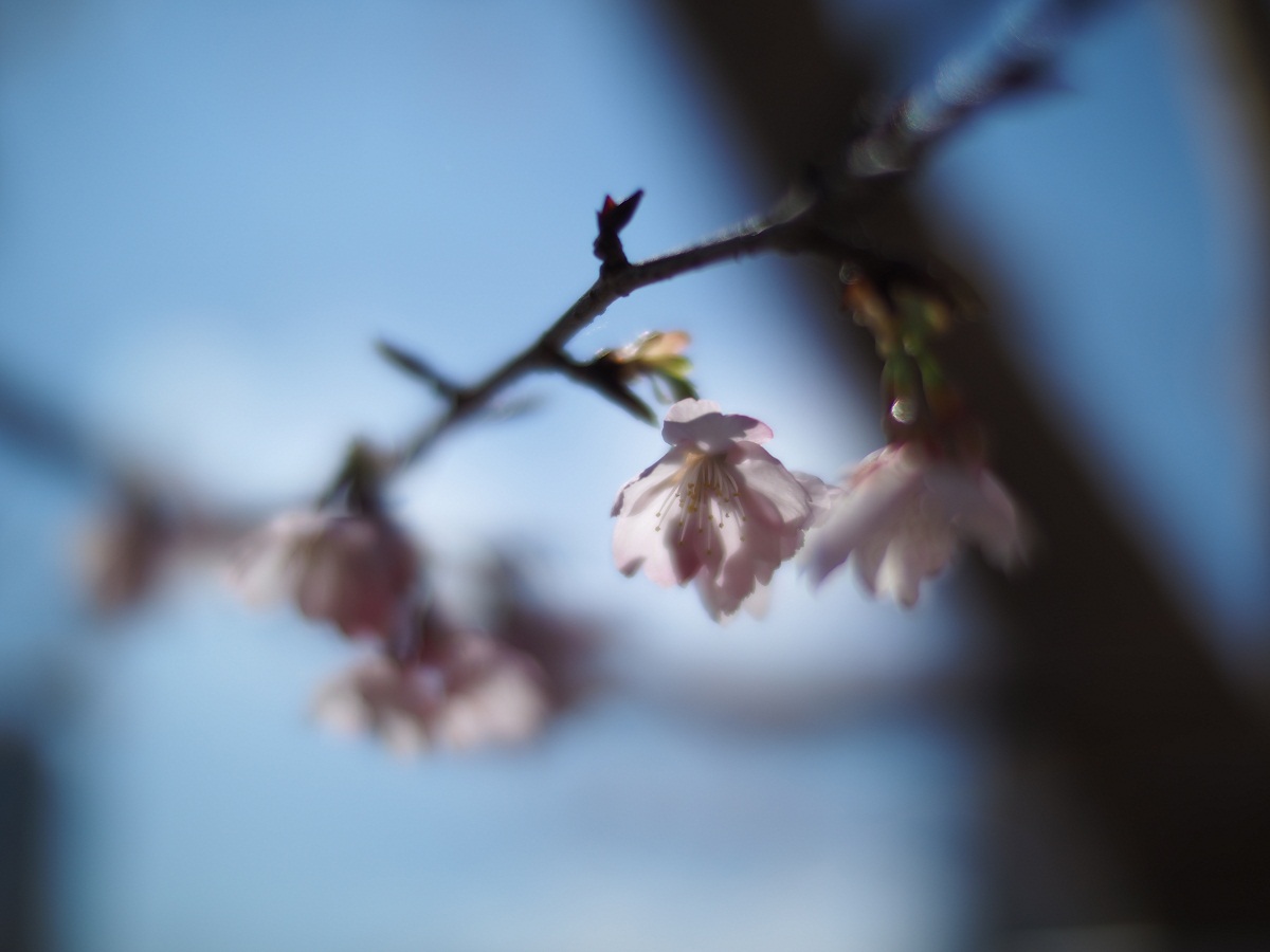 ノクトン　フォクトレンダー　25mm f0.95