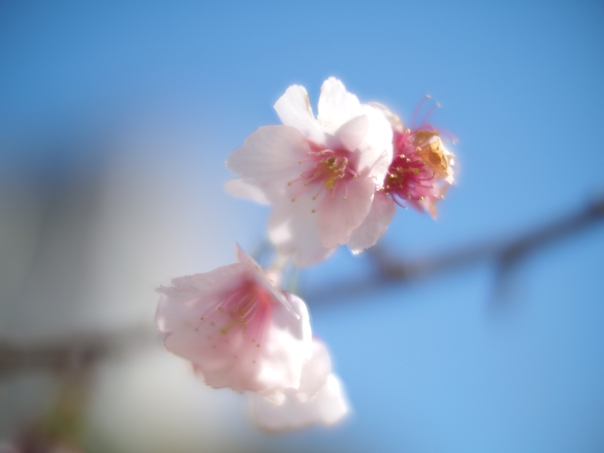 ノクトン　NOKTON 25mm F0.95 TYPE II