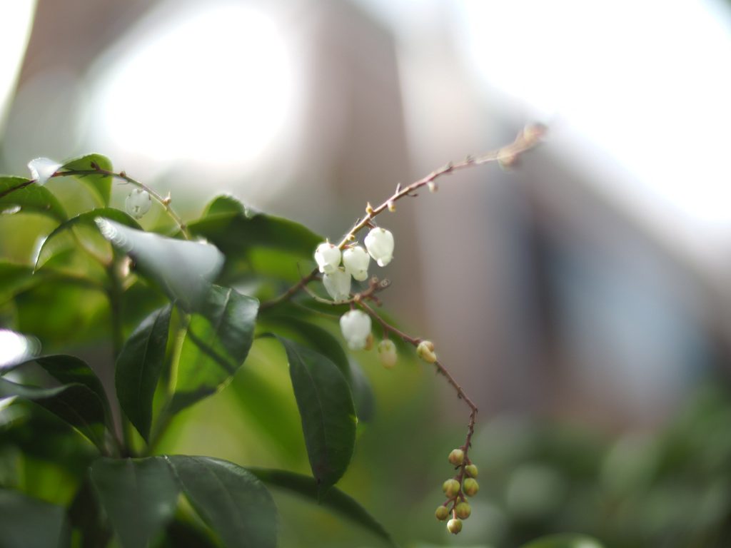 NOKTON 25mm F0.95 TypeII