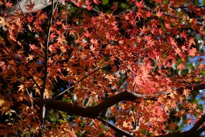 XRで紅葉を・・・