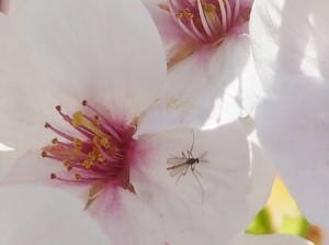 今年はデング熱大丈夫かなぁ・・・ 