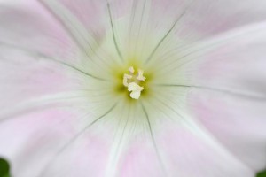 マイクロニッコール60mmF2.8D