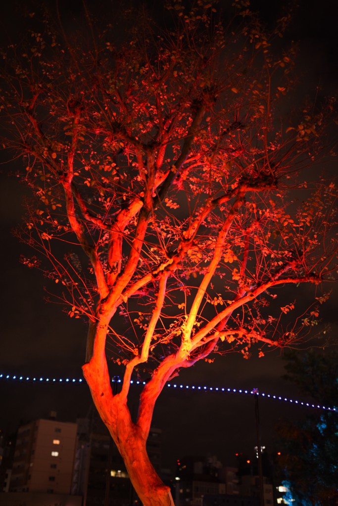 f1.4　1/60　ISO 1000