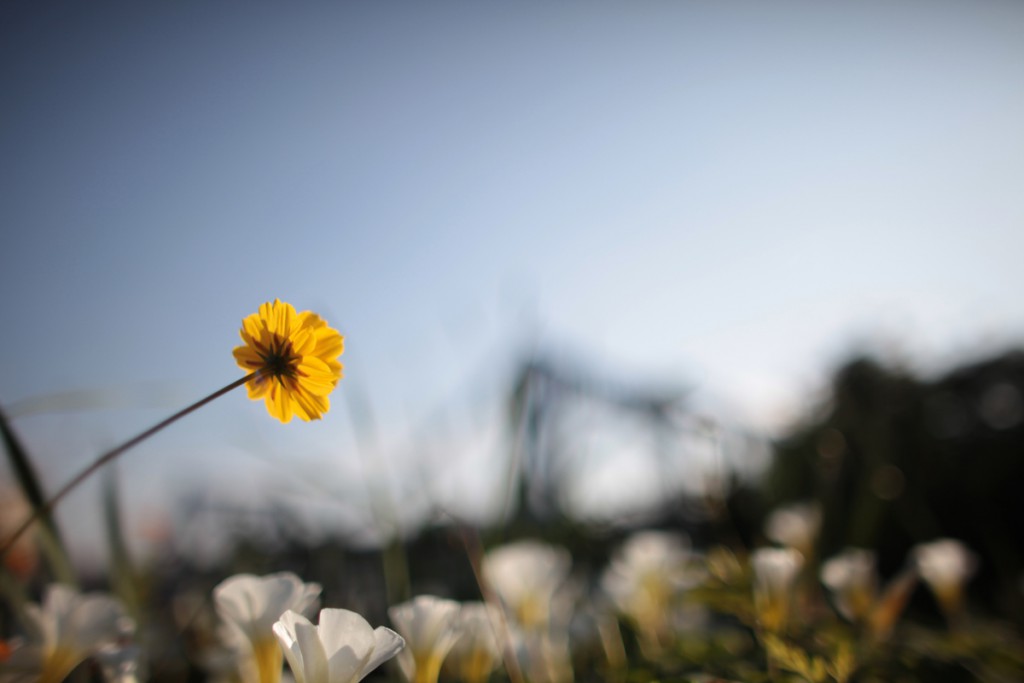 キヤノン EF24mm F1.4L USM(6)