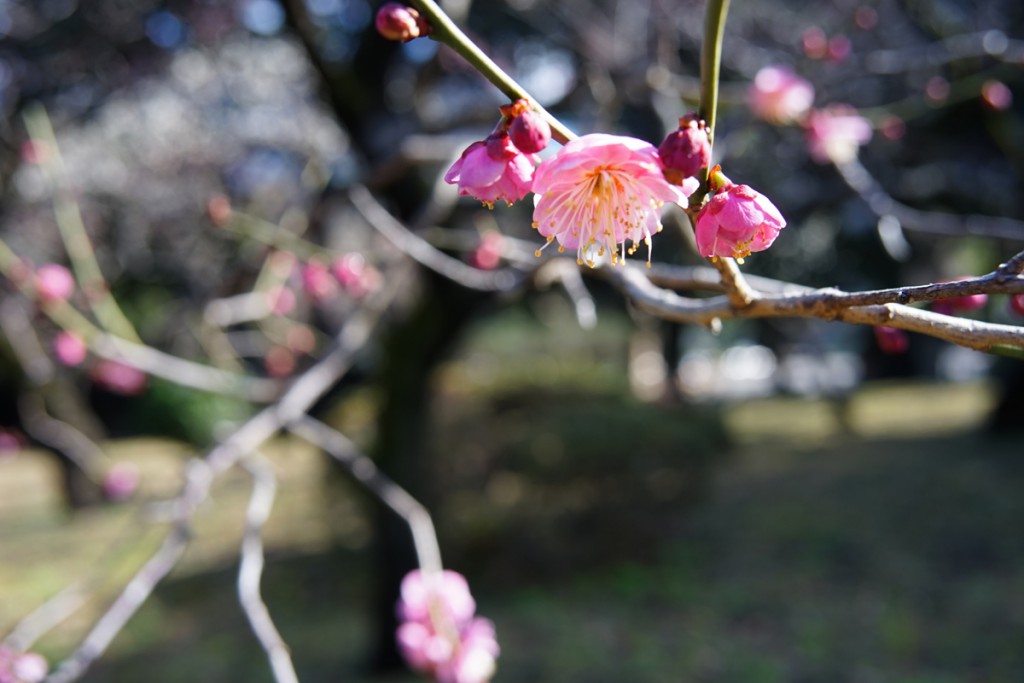 Carl Zeiss Biogon T*2.8/28 ZM(5)
