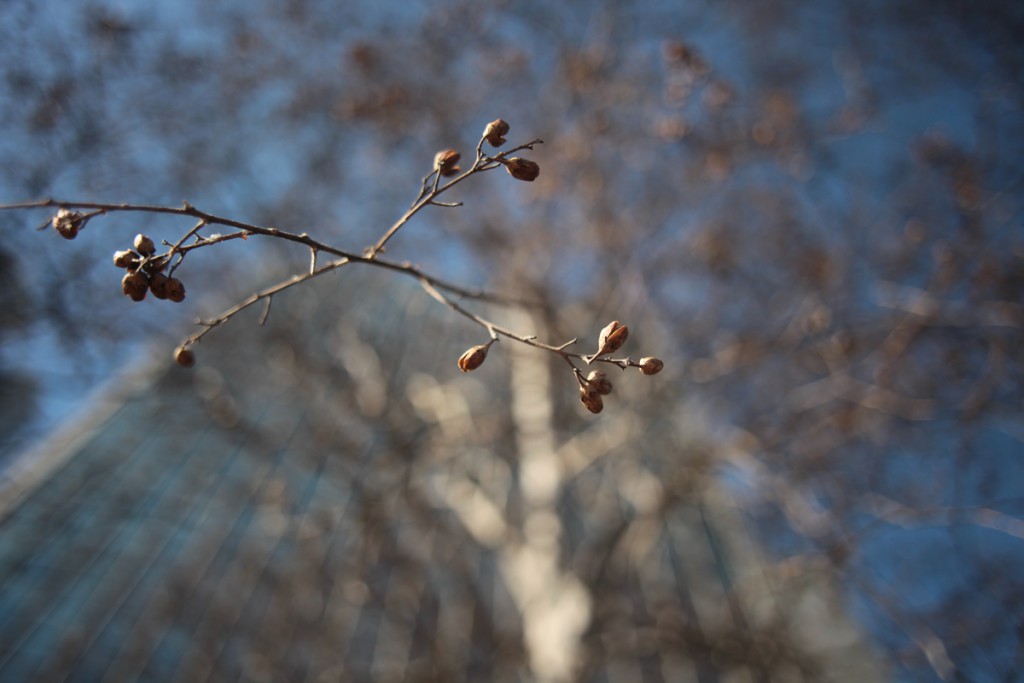 Canon EF24mm F2.8(9)