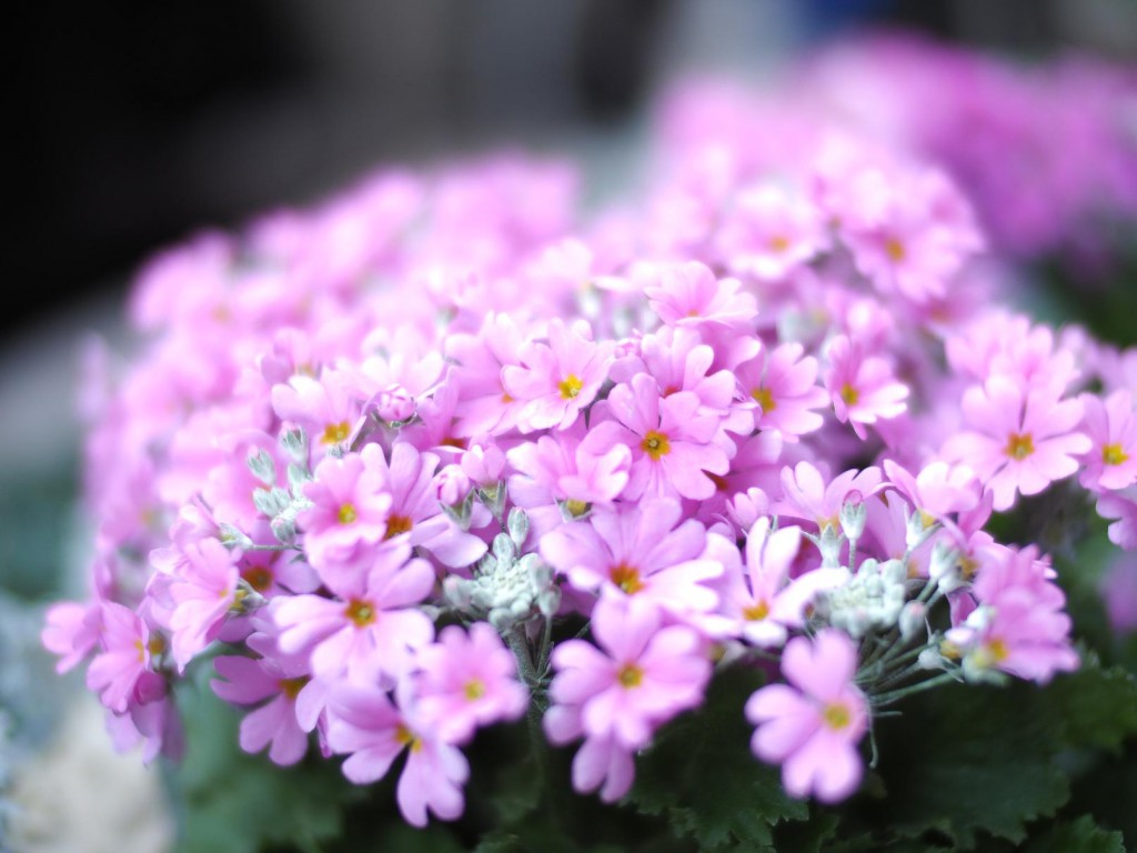 NOKTON 25mm F0.95