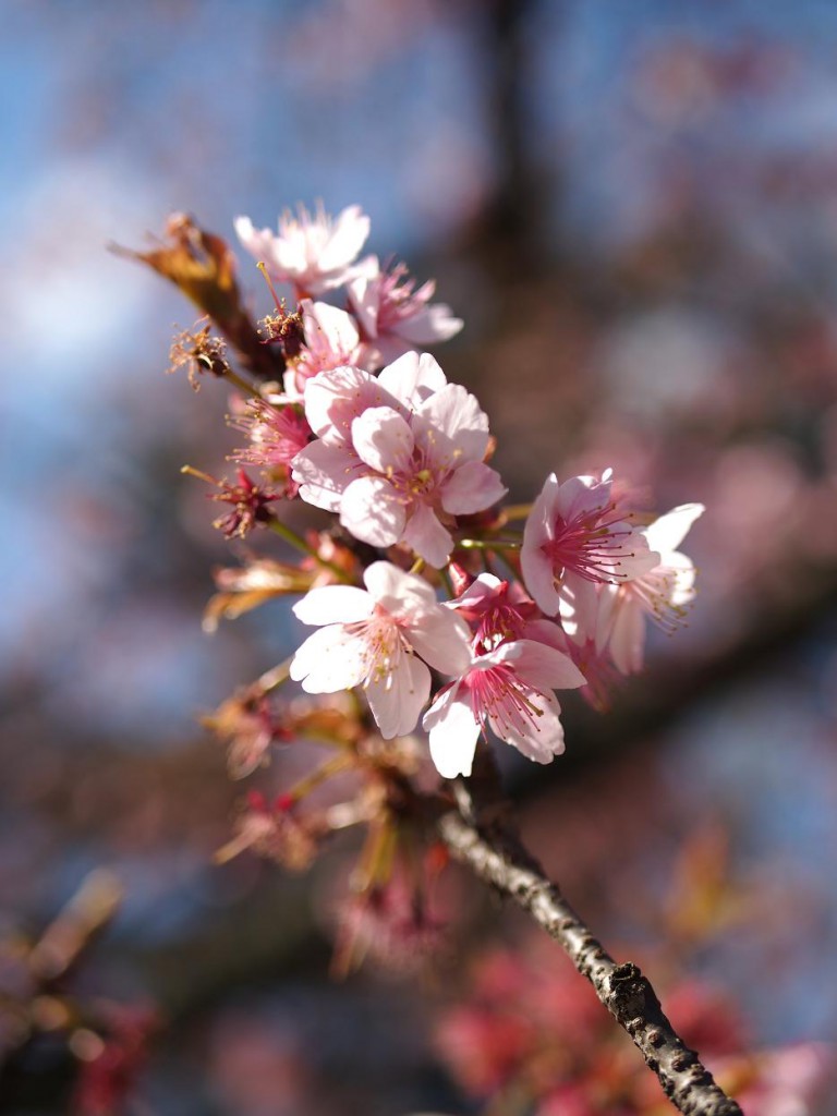 LUMIX G25mm/F1
.7 ASPH.