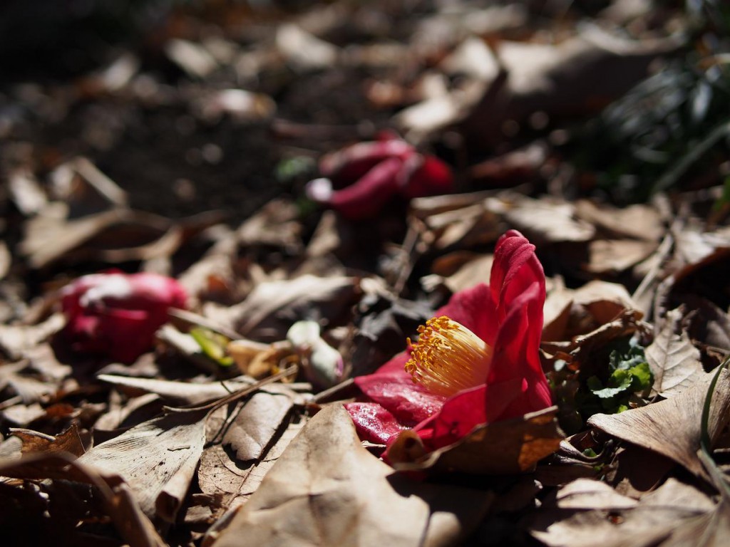 LUMIX G25mm/F1.7 ASPH.