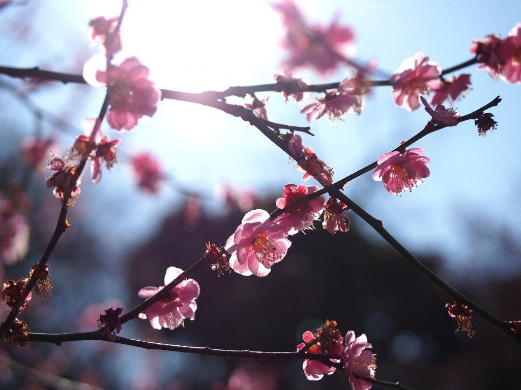 LUMIX G25mm/F1.7 ASPH.