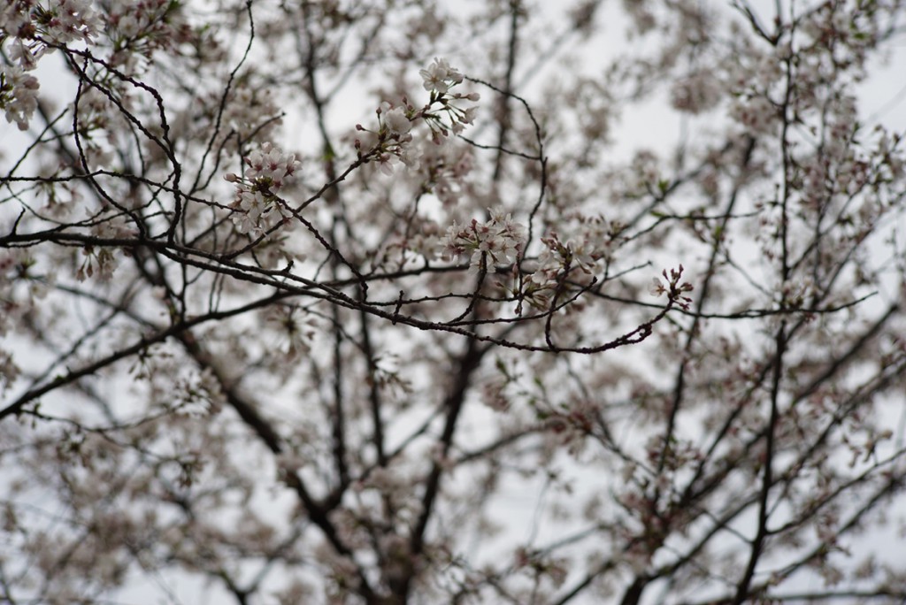 LEICA M -> SONY α