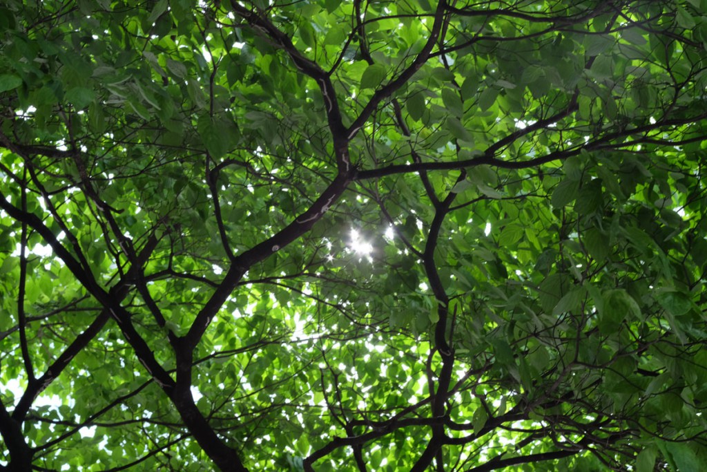 LEICA R -> APS-C Size(2)