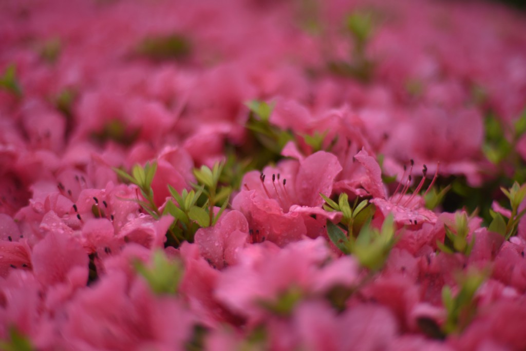 ニコンAI AF Nikkor 50mm f/1.4D(4)