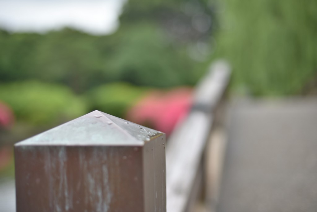 ニコンAI AF Nikkor 50mm f/1.4D(5)